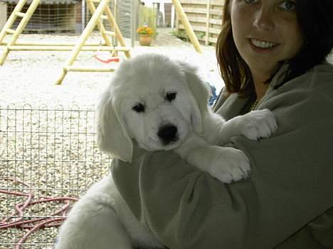 Golden retriever Walter billede 9