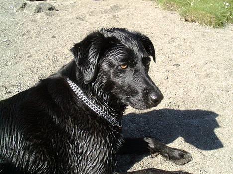 Blanding af racer Bonnie 27/1/02  - Bonnie soler sig billede 2