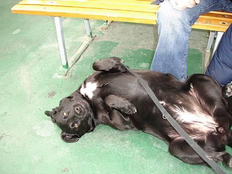 Blanding af racer Bonnie 27/1/02  billede 3