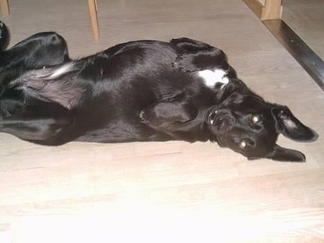 Blanding af racer Bonnie 27/1/02  - Jeg er ikke en kanin ;O) billede 4