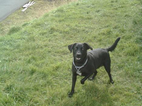 Blanding af racer Bonnie 27/1/02  - Hej det er mig :O) billede 5