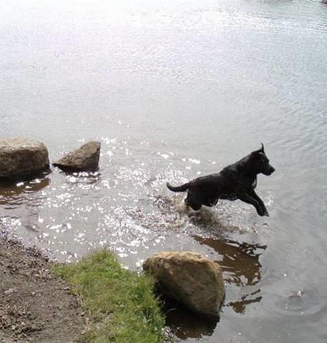 Blanding af racer Bonnie 27/1/02  - Vand...Vand jeg elsker Vand :o) billede 6