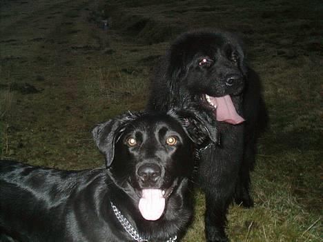 Blanding af racer Bonnie 27/1/02  - Bonnie & Tasha billede 7