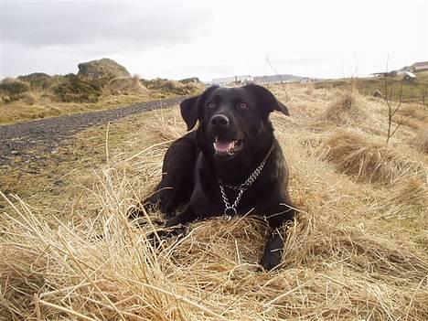 Blanding af racer Bonnie 27/1/02  - Oki så ligger jeg i ro i 1 sek billede 8