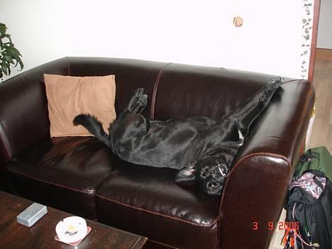 Blanding af racer Bonnie 27/1/02  - zzzzzzzzz billede 9