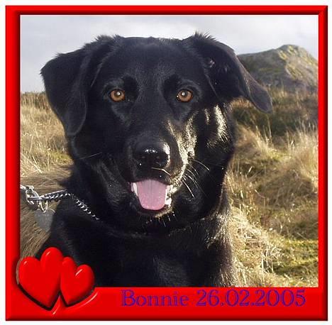 Blanding af racer Bonnie 27/1/02  - smukke mig ;O) billede 10