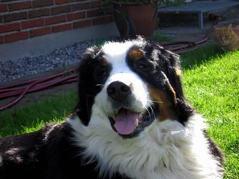 Berner sennenhund Bianca - Bianca nyder solen i haven.. Missen har sneget sig med på billedet ;-) billede 1