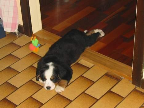 Berner sennenhund Bianca - Bianca, lige da vi havde hentet hende. Når man er lille bliver man hurtigt træt, hehe.. billede 2