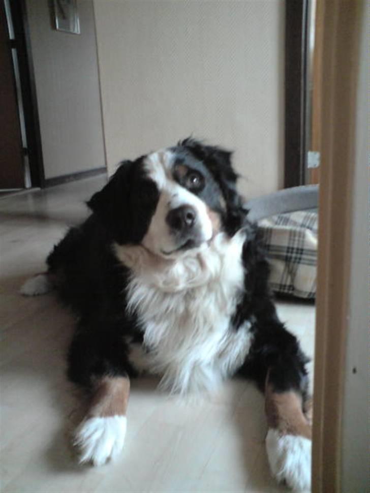 Berner sennenhund Bianca - Hvem kan stå for det udtryk?! <3 Min lille bamse, hehe... billede 3