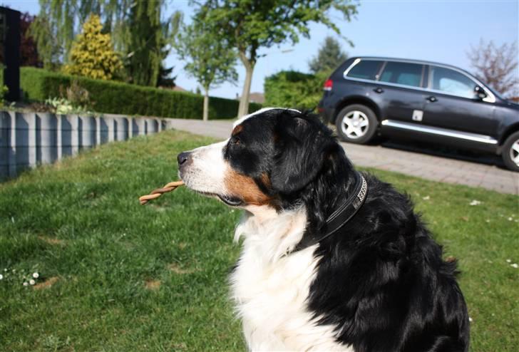Berner sennenhund Bianca - Bianca med en "Rodeo" i munden ;-) billede 4