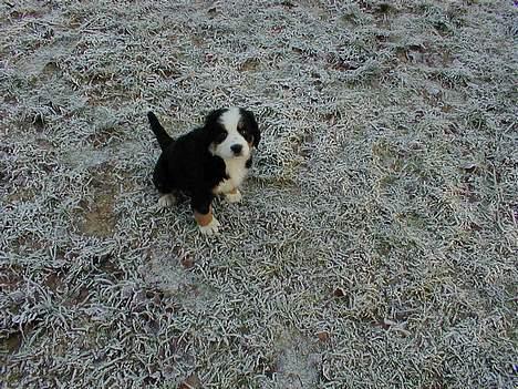 Berner sennenhund Bianca - Bianca inden vi fik hende.. hun er ca 7 uger her. billede 5