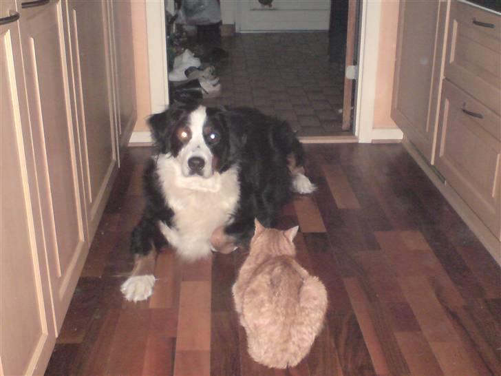 Berner sennenhund Bianca - Bianca og katten slapper af;-) billede 6