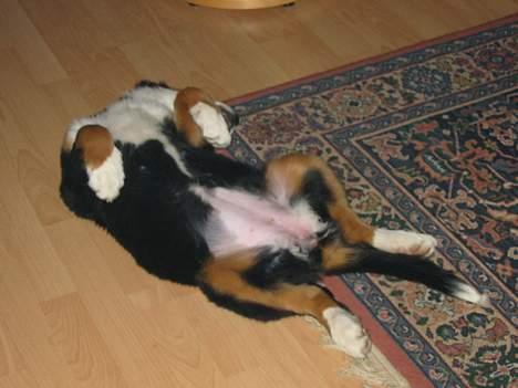 Berner sennenhund Bianca - Bianca´s sovestilling! billede 7