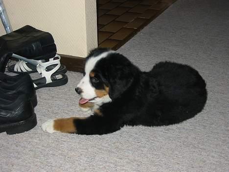 Berner sennenhund Bianca billede 8