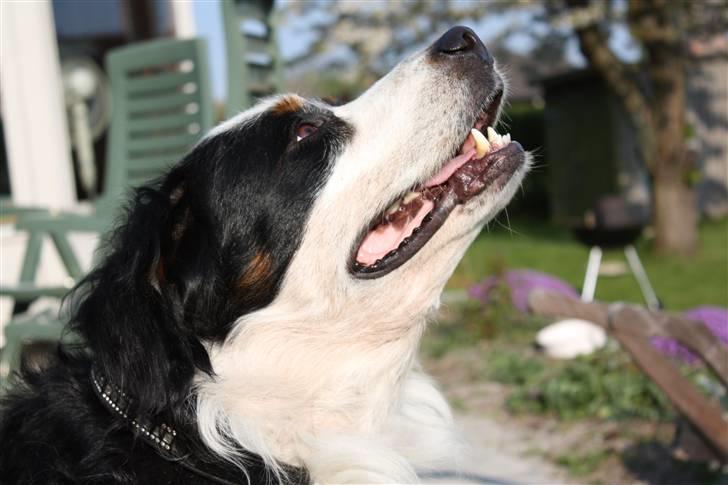 Berner sennenhund Bianca - Bianca nyder foråret :-) billede 9