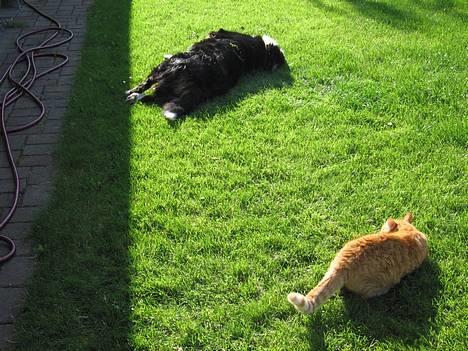 Berner sennenhund Bianca - Missen ligger på lur, hehe billede 10