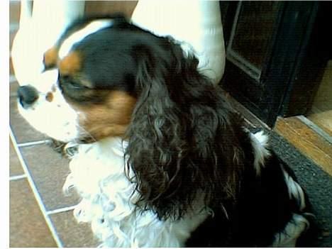 Cavalier king charles spaniel Oliver billede 1