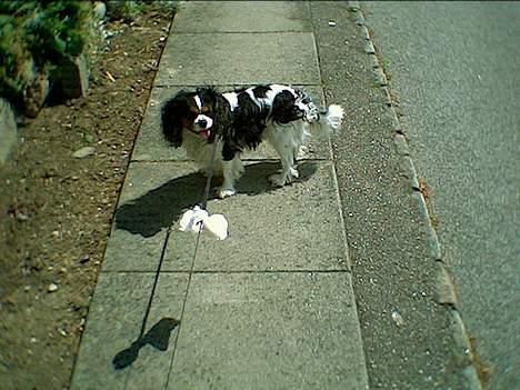 Cavalier king charles spaniel Oliver billede 2