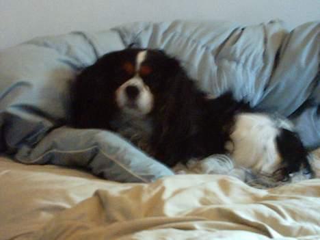 Cavalier king charles spaniel Oliver billede 3