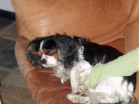 Cavalier king charles spaniel Oliver billede 4