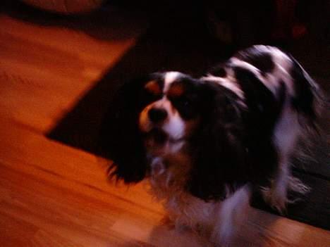 Cavalier king charles spaniel Oliver billede 5