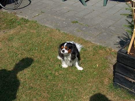 Cavalier king charles spaniel Oliver billede 6