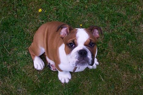 Engelsk bulldog Pumba - R.I.P - Er jeg ikke smuk? billede 1