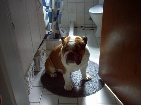 Engelsk bulldog Pumba - R.I.P - Aaaahhhh....gulv varme :o) billede 2