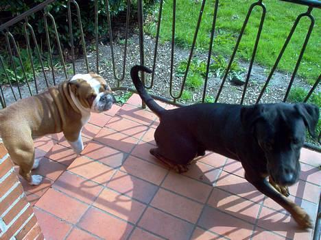 Engelsk bulldog Pumba - R.I.P - Hey makker. Hvor skal du hen? billede 3