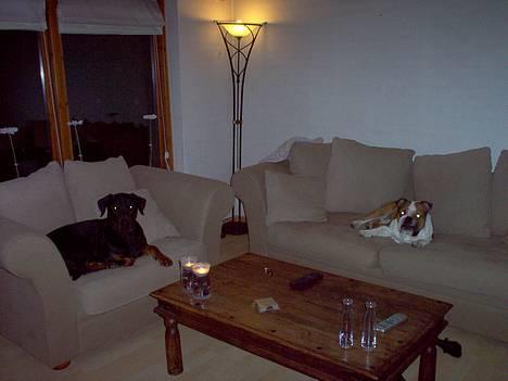 Engelsk bulldog Pumba - R.I.P - Øv, hun opdagede os. Nu blir der ballade. billede 4