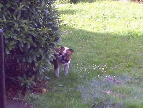 Engelsk bulldog Pumba - R.I.P - Ha! Her opdager de mig garanteret ikke. billede 5