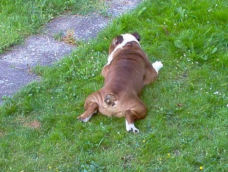 Engelsk bulldog Pumba - R.I.P - Yndlings ligge stilling. billede 6