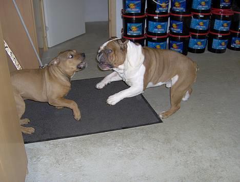 Engelsk bulldog Pumba - R.I.P - Mig og min gode ven Timon leger. billede 7