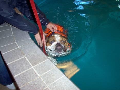 Engelsk bulldog Pumba - R.I.P - Puha, det er med at holde tungen lige i munden. billede 8