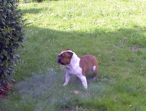 Engelsk bulldog Pumba - R.I.P - Hov. Hvor er de andre to henne? billede 9