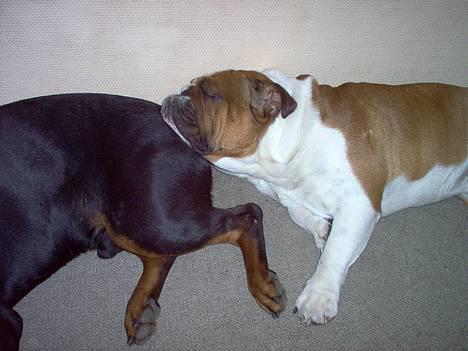 Engelsk bulldog Pumba - R.I.P - Når enden er god er alting godt :o) billede 10