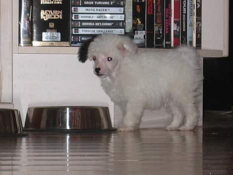 Chinese crested powder puff Gizmo - Den lille hvalp er kommet hjem, 10 uger gammel billede 1