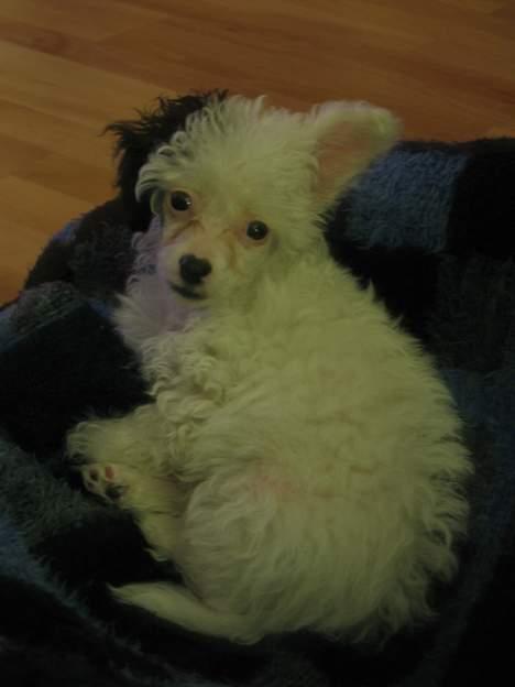 Chinese crested powder puff Gizmo - 12 uger billede 2