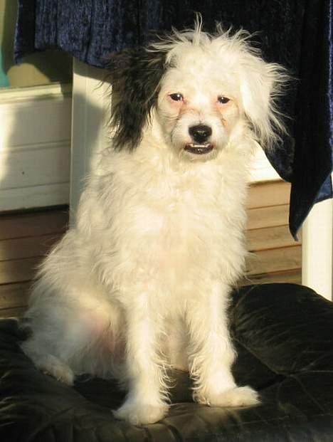 Chinese crested powder puff Gizmo - Uhmm... elsker sol! billede 3