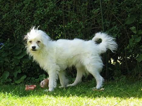 Chinese crested powder puff Gizmo - Ude på balade! billede 4
