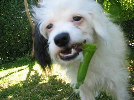 Chinese crested powder puff Gizmo - Hugger lige mors ærter billede 5