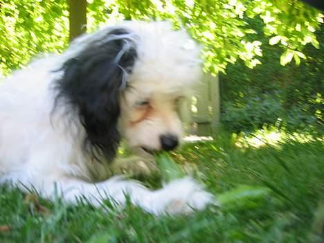 Chinese crested powder puff Gizmo - Uhmm alt der kan stjæles, smager godt! billede 6
