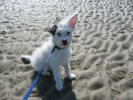 Chinese crested powder puff Gizmo - På stranden på Rømø billede 7