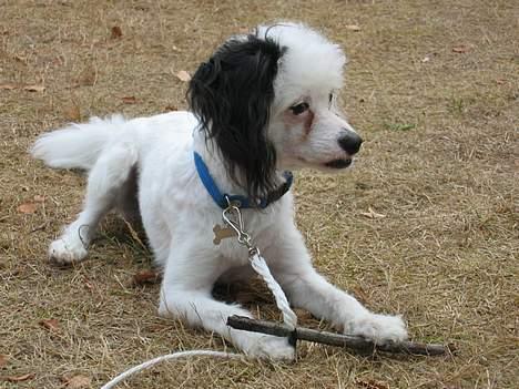 Chinese crested powder puff Gizmo - Nyklippet sommeren 2004 billede 8