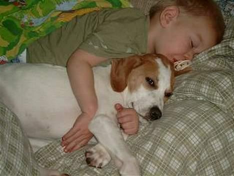 Blanding af racer Tikko - Tikko, ca. 3 mdr. gammel billede 1