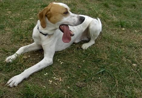 Blanding af racer Tikko billede 2