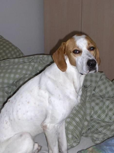 Blanding af racer Tikko billede 3