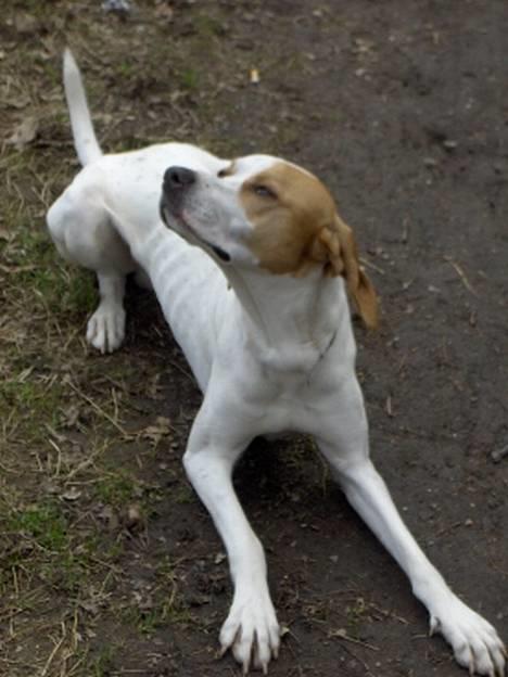 Blanding af racer Tikko billede 4