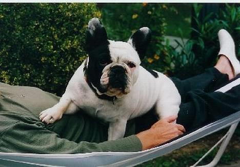 Fransk bulldog Bullmarks Selma de Struve - Selma nyder hængekøjen billede 1