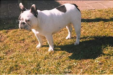 Fransk bulldog Bullmarks Selma de Struve - Selma holder øje med sin mor billede 2